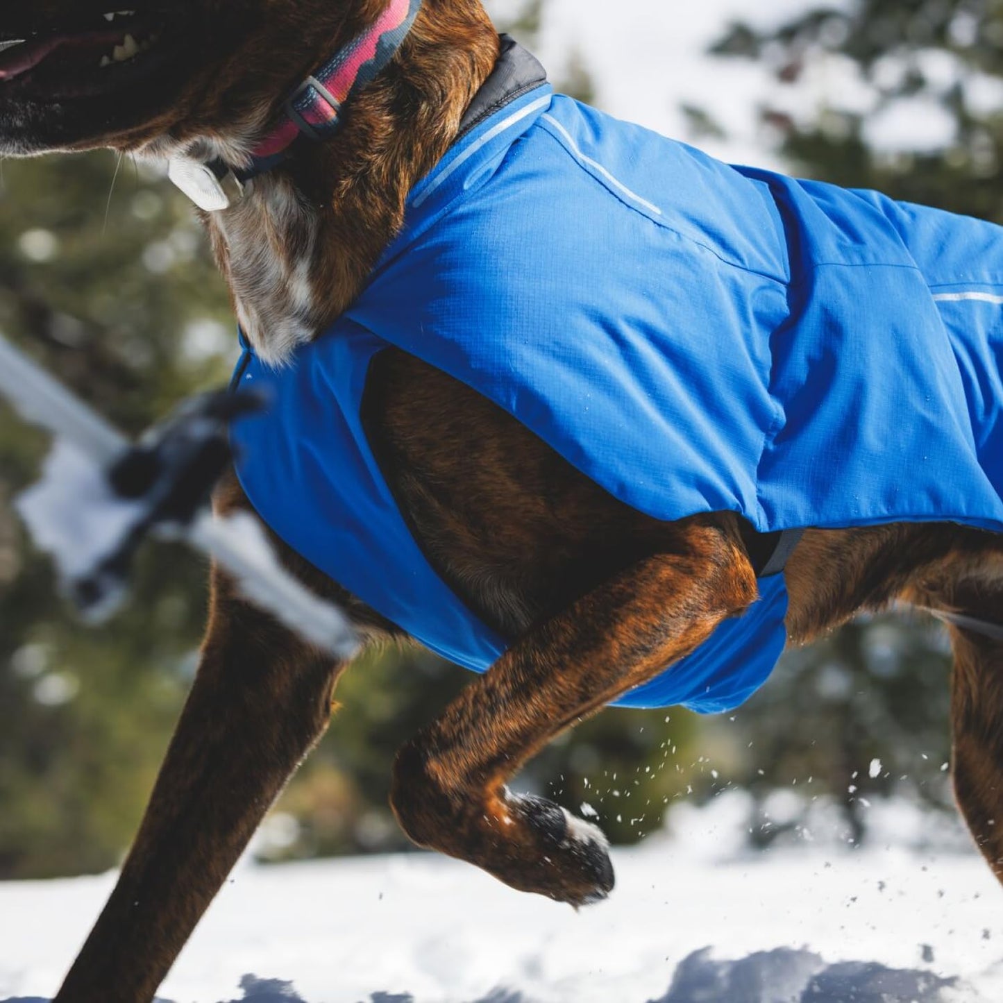 RUFFWEAR Vert Jacket, Insulated Outdoor Winter Dog Jacket with Leg Loops for Secure Fit, Windproof & Waterproof, Easy On/Off, includes Leash Portal, for Small Dogs, Size XS, Canyonlands Orange